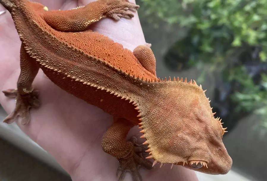 crested gecko heating setup crested gecko heating setup