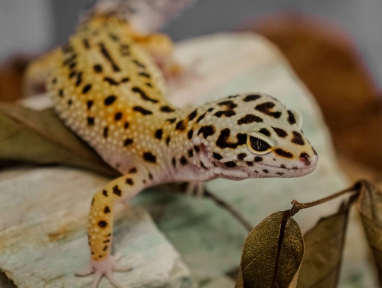 leopard gecko care