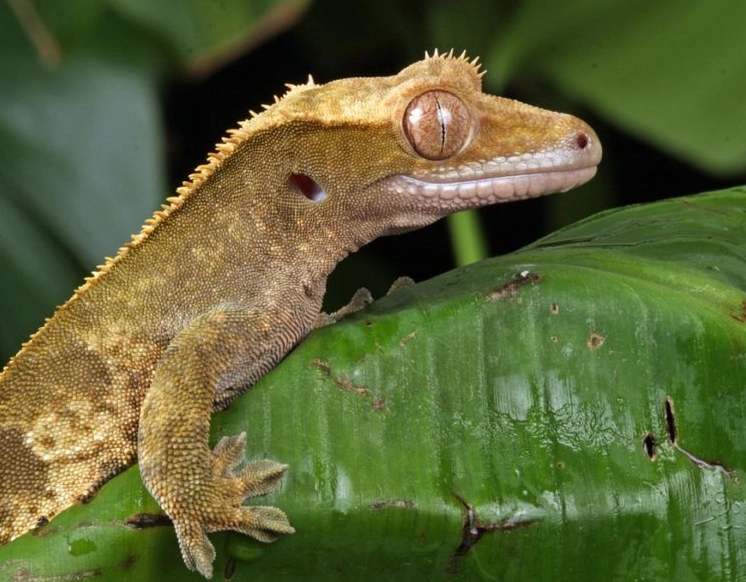 how to lower humidity for crested gecko how to lower humidity for crested gecko