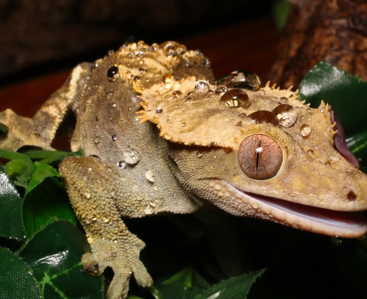 how to lower humidity for crested gecko how to lower humidity for crested gecko