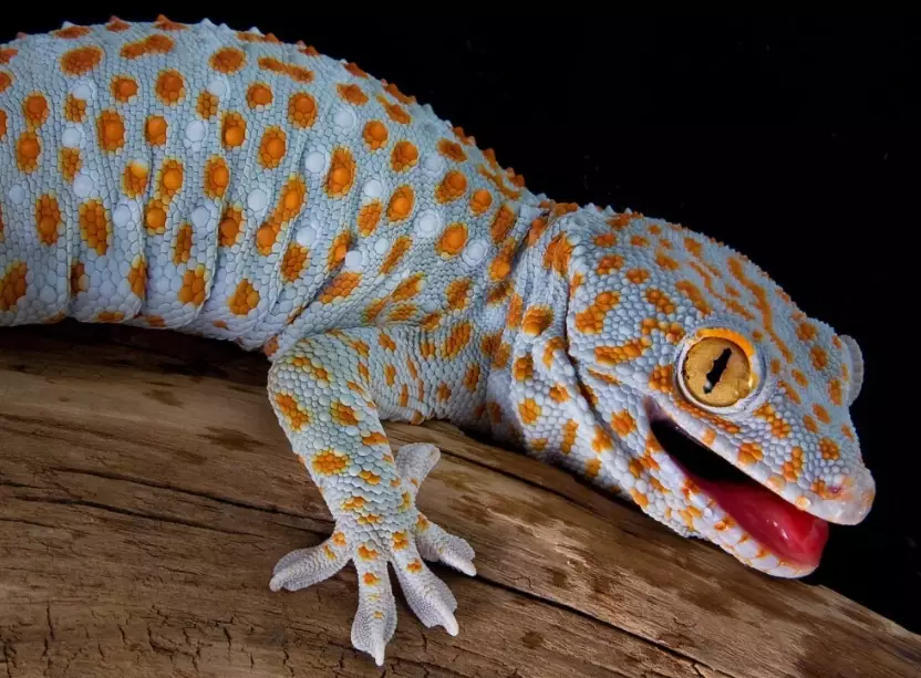 pink and blue leopard gecko