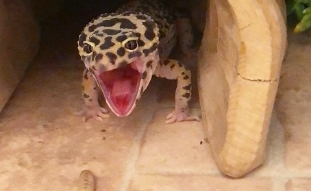 leopard gecko setup
