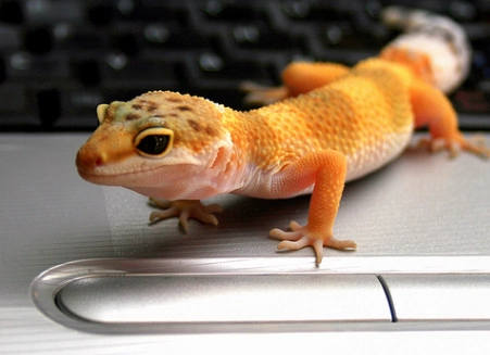 leopard gecko for beginners