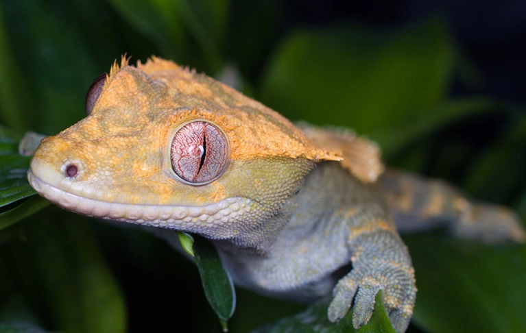 how often to mist crested gecko
