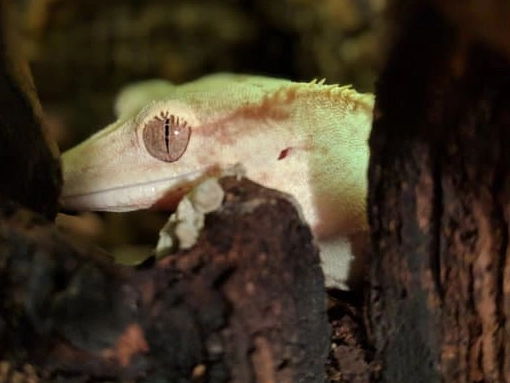 crested gecko heating setup crested gecko heating setup