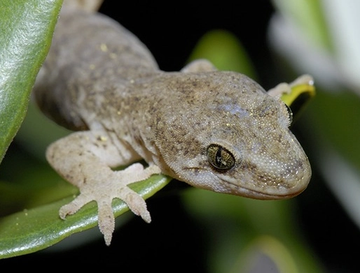 how long do leopard geckos live