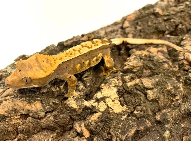 optimal crested gecko temperature optimal crested gecko temperature