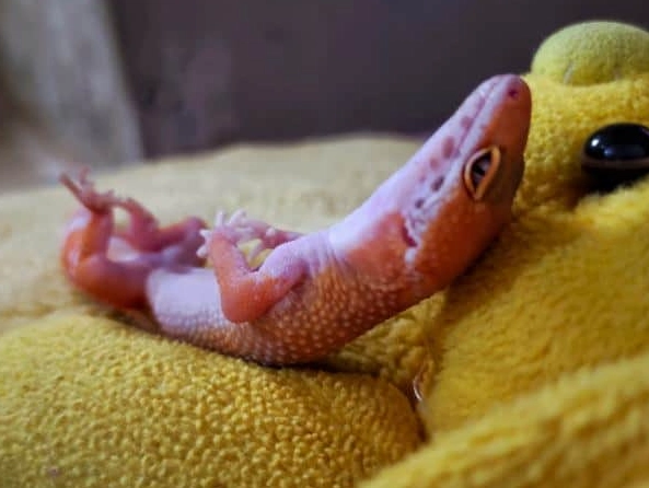 albino leopard gecko albino leopard gecko