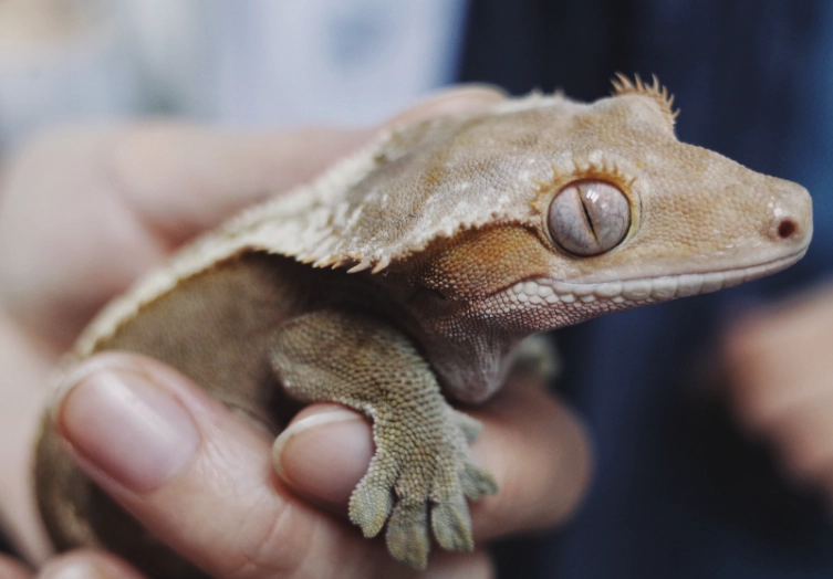 crested gecko humidity