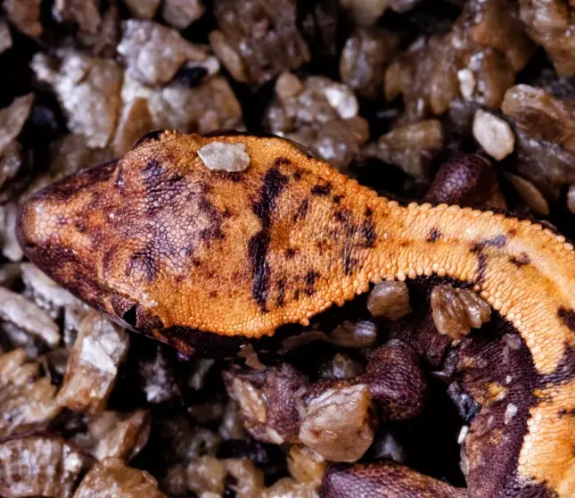 crested gecko humidity too high crested gecko humidity too high