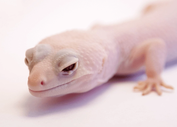 leopard gecko morphs leopard gecko morphs