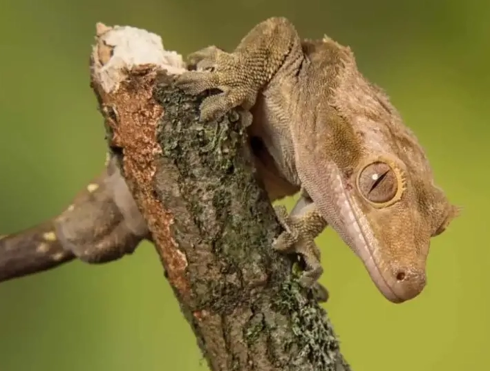 crested gecko respiratory infection crested gecko respiratory infection