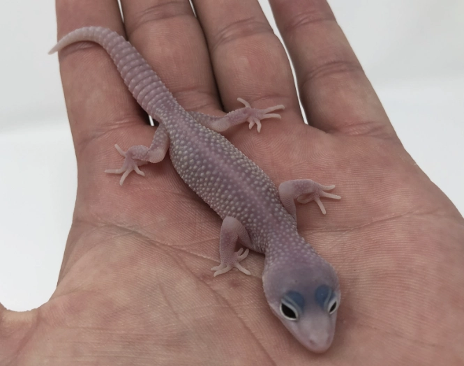 pink and blue leopard gecko