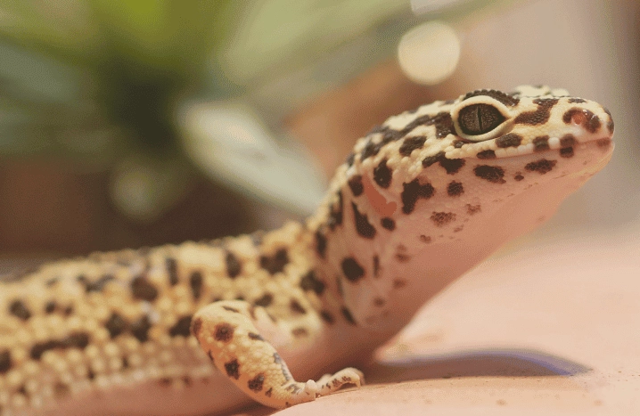 leopard gecko care for beginners