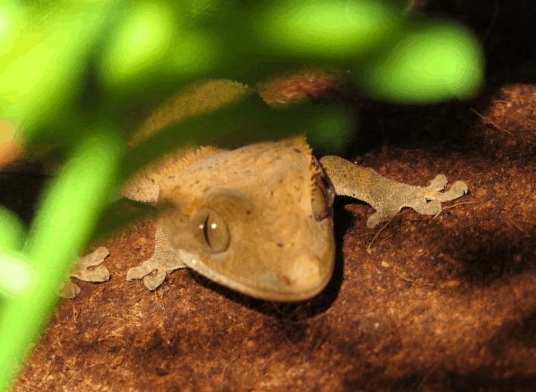 crested gecko temperature range crested gecko temperature range