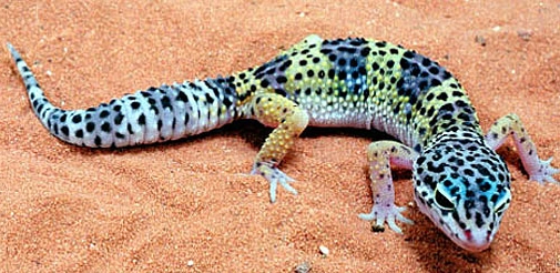 leopard gecko care