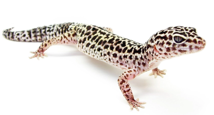 leopard gecko care