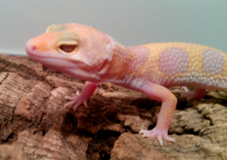 albino leopard gecko albino leopard gecko