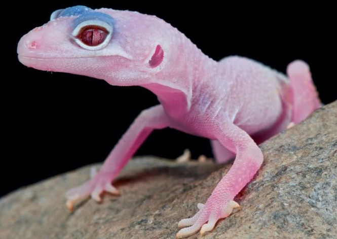 pink leopard gecko pink leopard gecko
