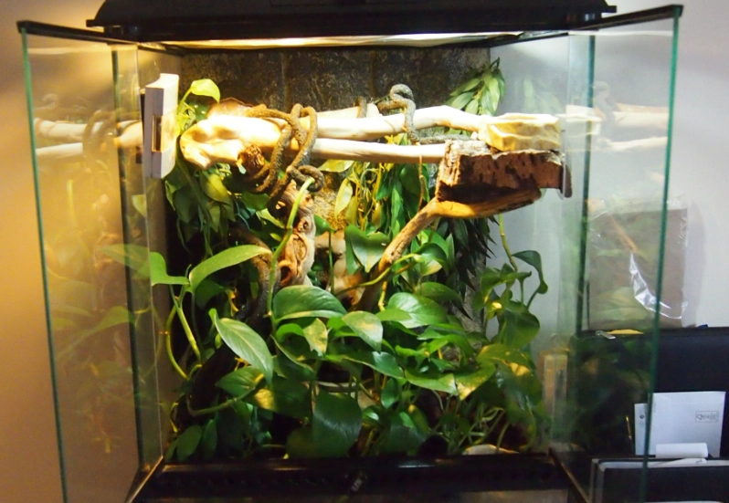 crested gecko tank size