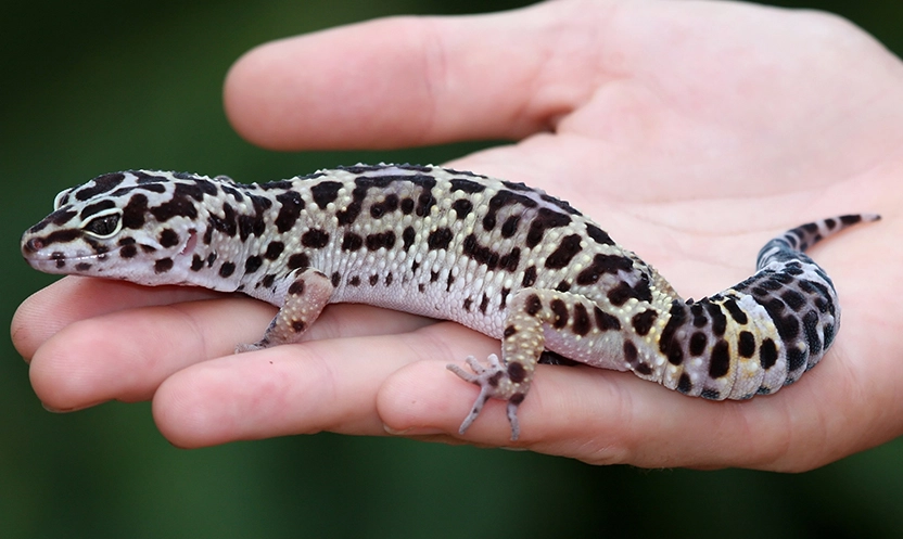 how to take care of a leopard gecko