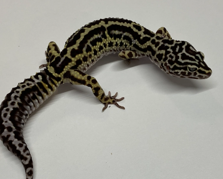 giant leopard geckos