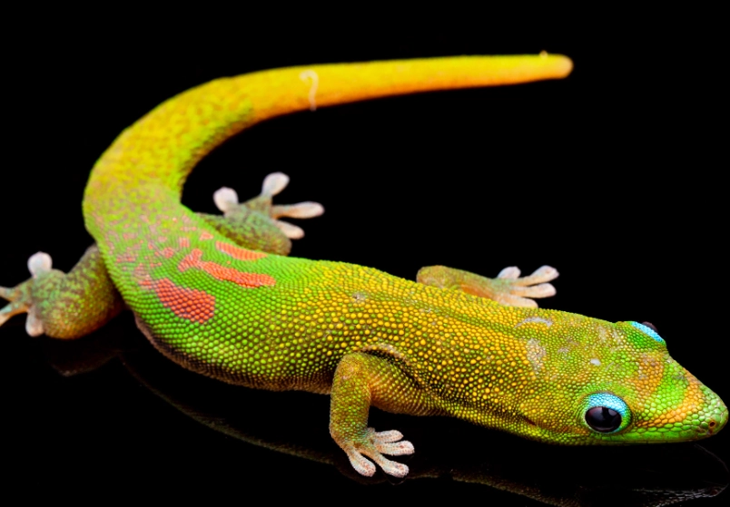 gold dust day gecko poisonous