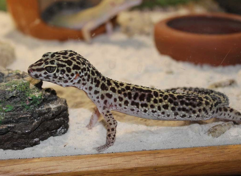 What size tank does a giant leopard gecko need?