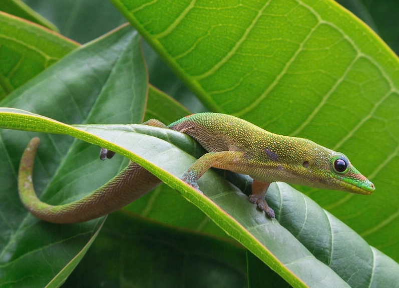 gold dust day gecko poisonous
