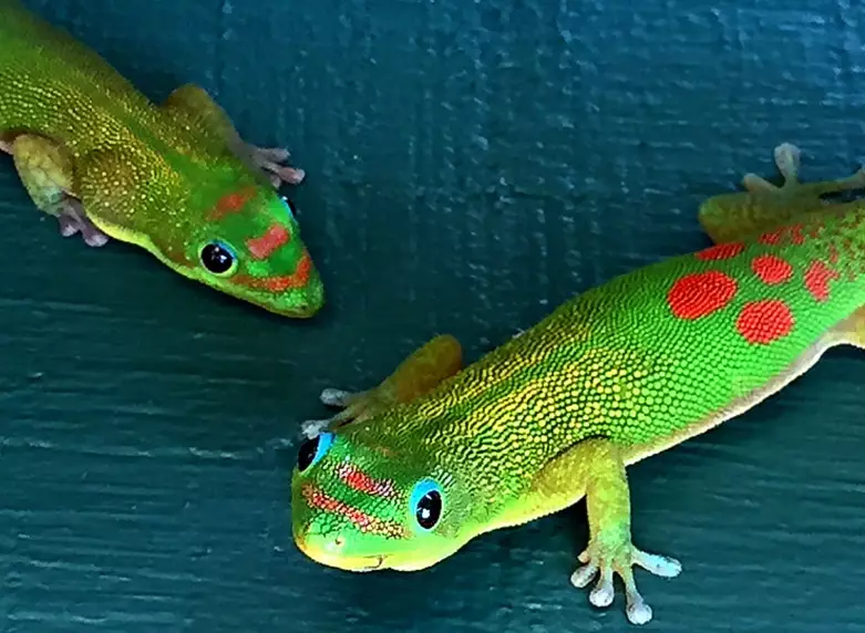is gold dust day gecko venomous