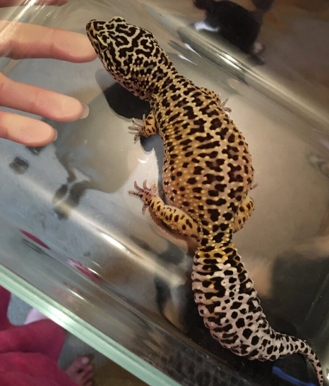 giant leopard geckos