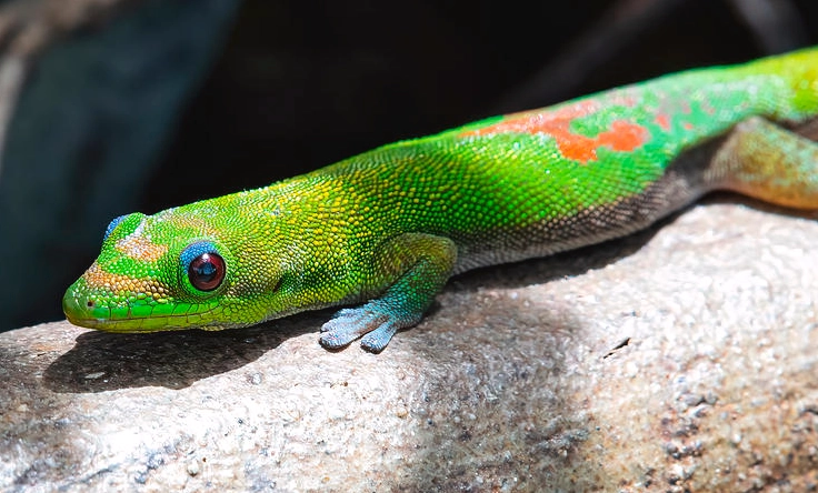 is gold dust day gecko venomous