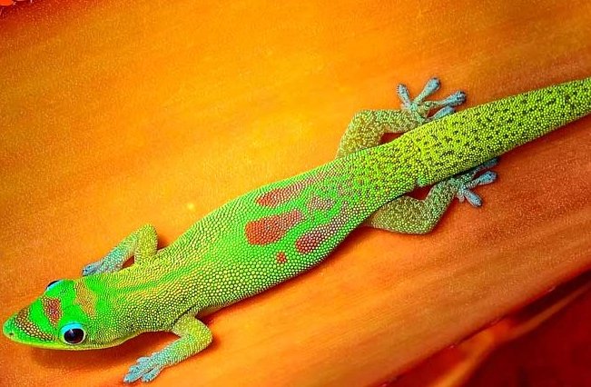 how to feed a day gecko