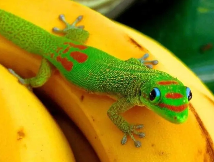 Are Gold Dust Day Geckos aggressive?