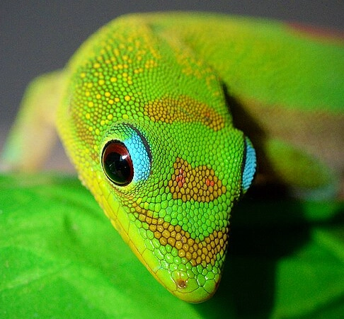 Gold dust day gecko feeding