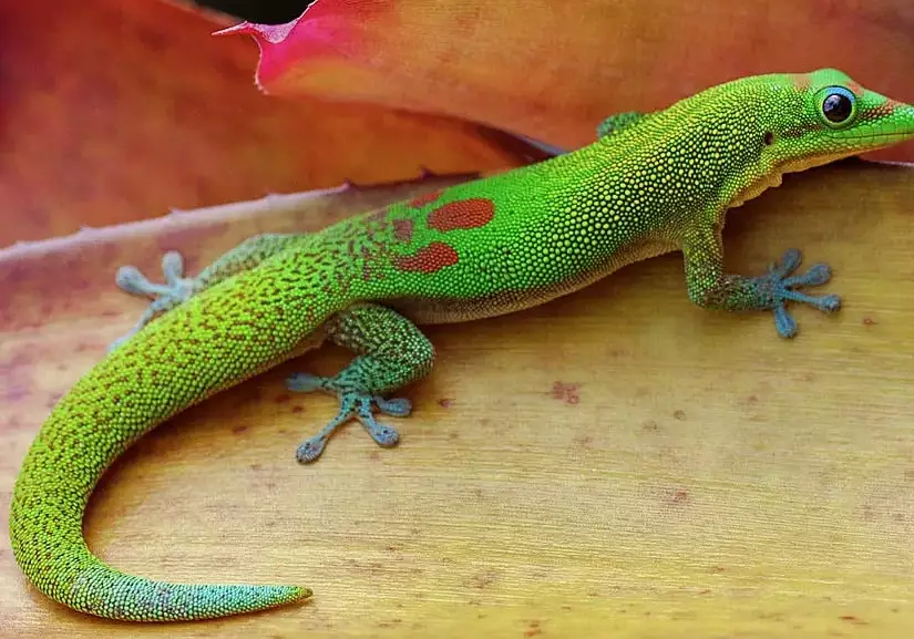 Day Gecko behavior Day Gecko behavior