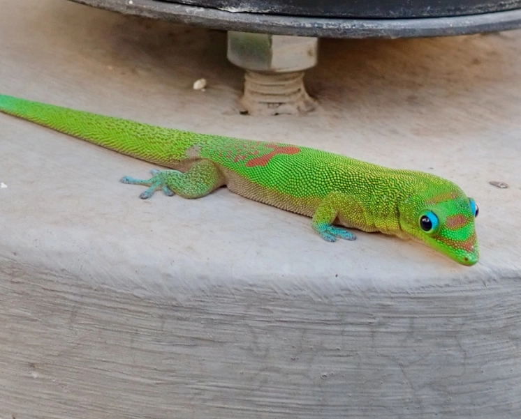 gold dust day gecko bite
