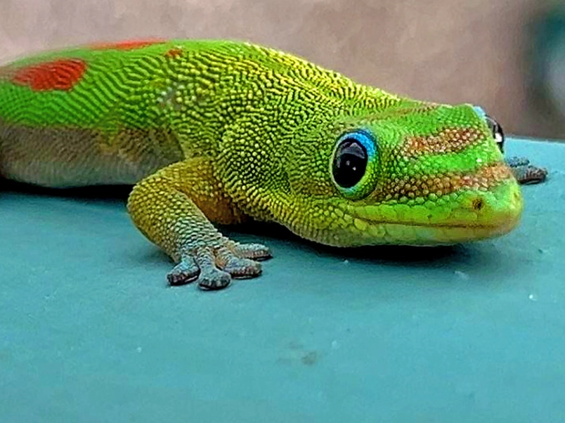 Gold dust day gecko poisonous