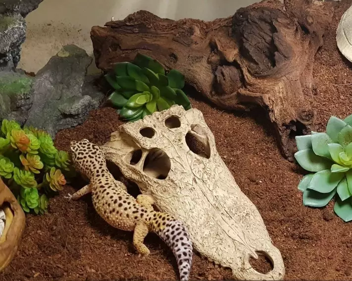 giant leopard gecko enclosure
