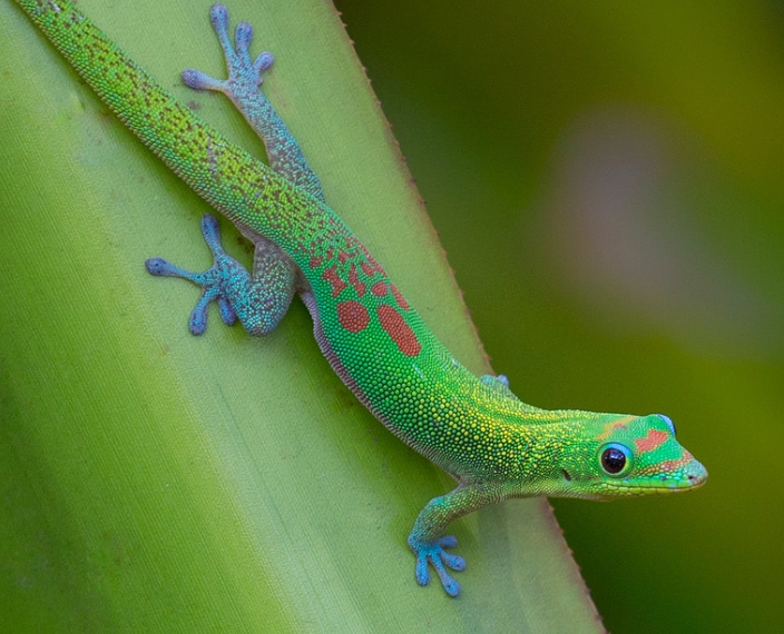 gold dust day gecko feeding