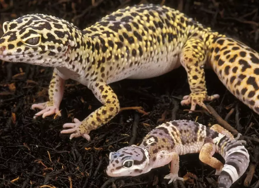giant leopard gecko tank size