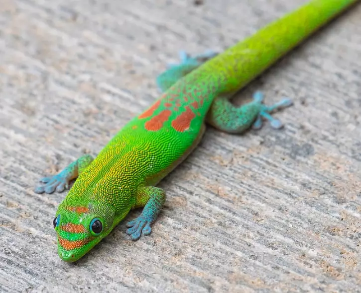 Gold Dust Gecko pet Gold Dust Gecko pet