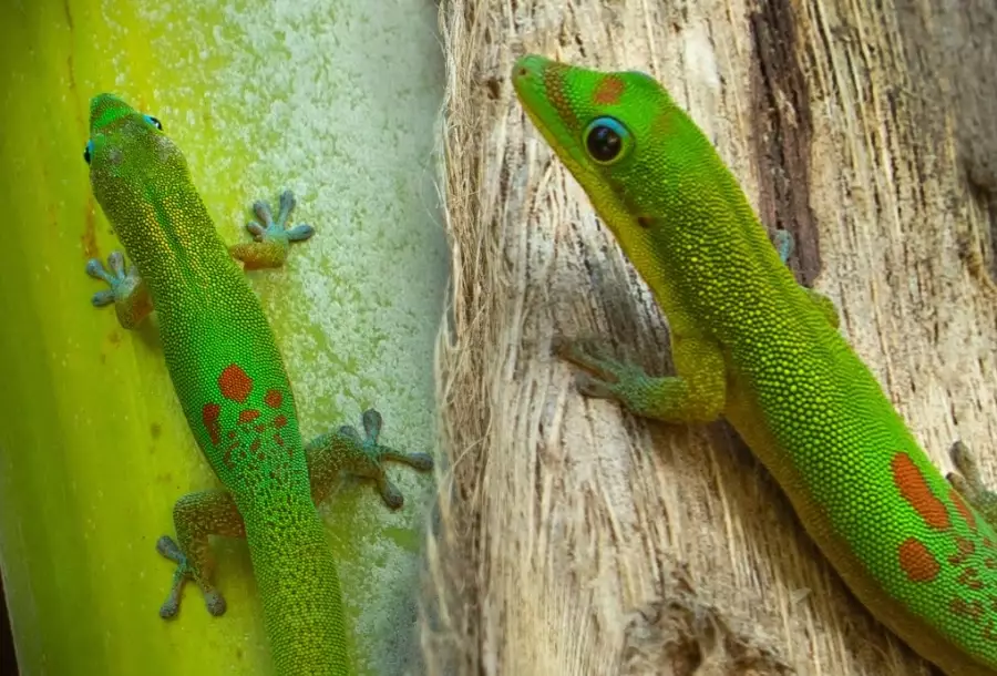 gold dust day gecko bite