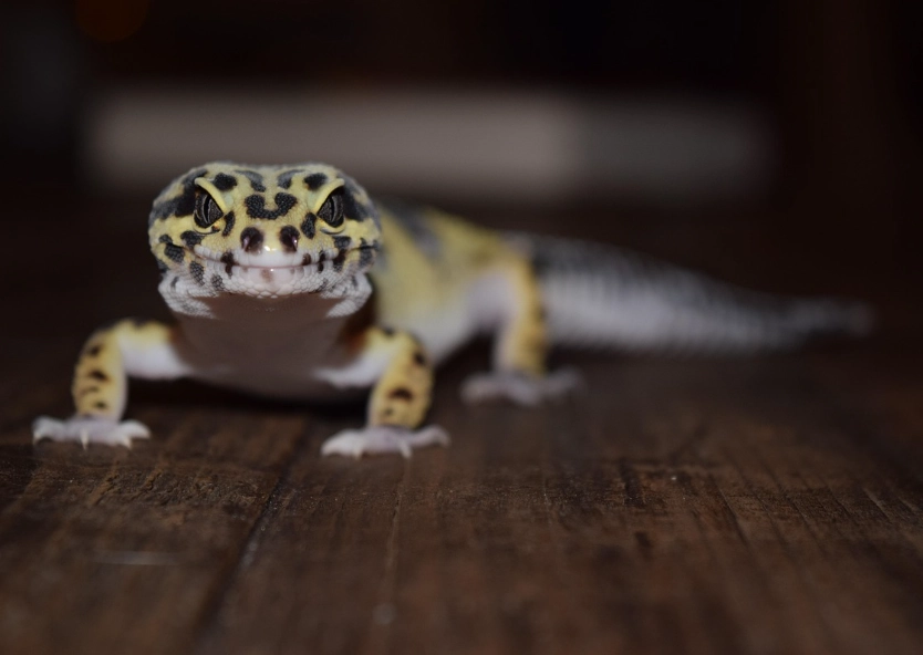leopard gecko habitat size