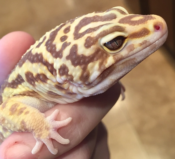 leopard gecko size