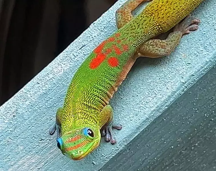 Gold Dust Gecko pet Gold Dust Gecko pet