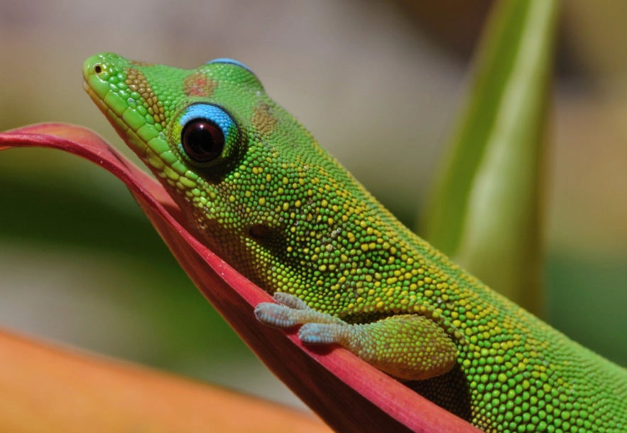 Day Gecko behavior Day Gecko behavior