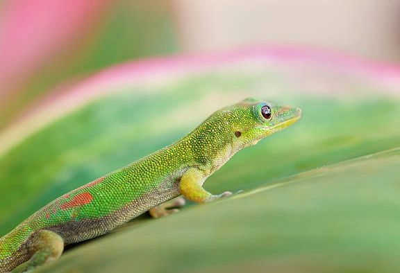 how to feed a day gecko