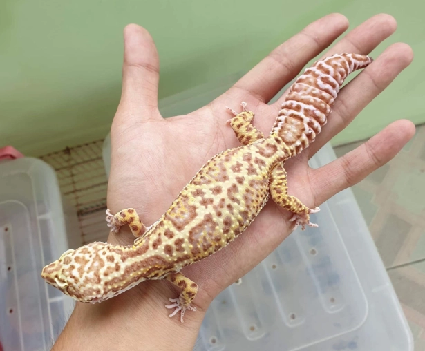 leopard gecko size