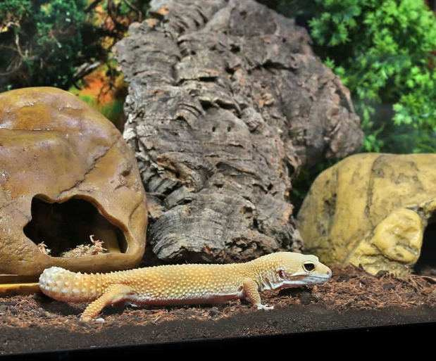 leopard gecko tank setup leopard gecko tank setup